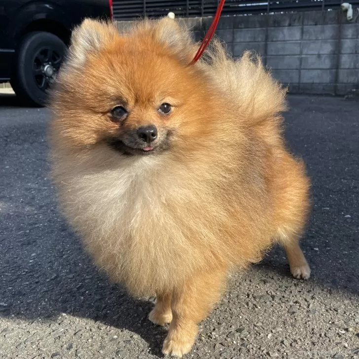 ID:2311-01527の子犬