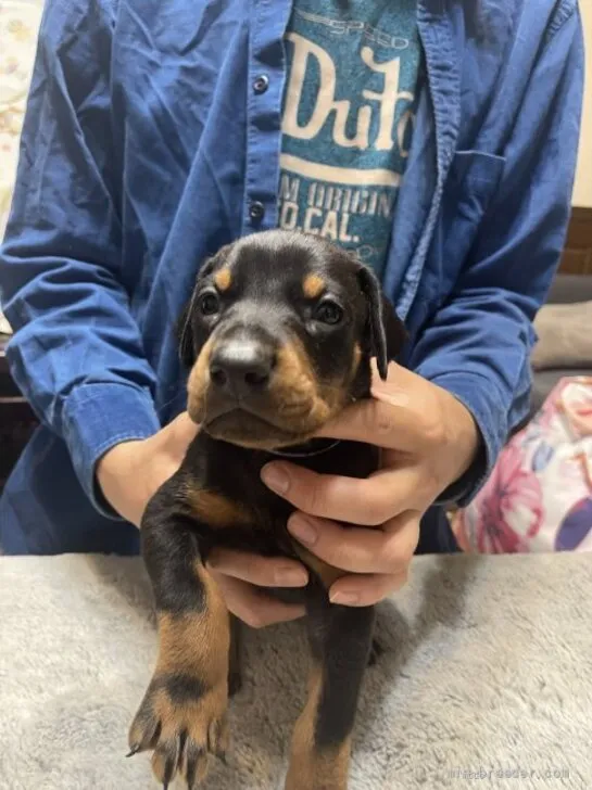ID:2205-02993の子犬