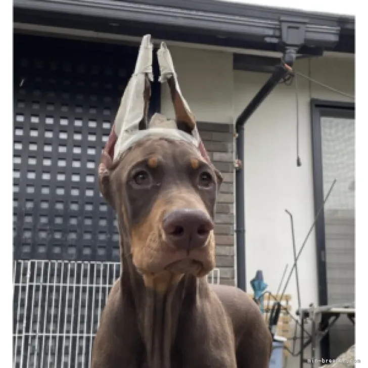 ID：2304-03361の子犬