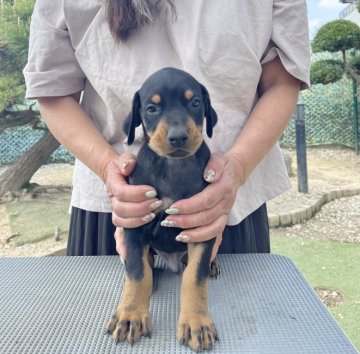 ドーベルマン【岐阜県・男の子・2022年3月4日・ブラック&タン】の写真「美しく賢い子犬です。」