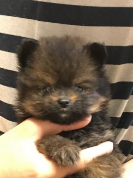 ポメラニアン【岐阜県・男の子・2017年5月7日・レッド】の写真「性格◎顔◎ドッグショーに‼️」