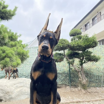 ドーベルマン【岐阜県・女の子・2022年3月4日・ブラック&タン】の写真「美しく賢い子犬です。アメリカン、ショー、家庭犬。」