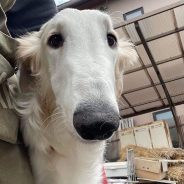 ボルゾイ【岐阜県・男の子・2023年3月22日・ホワイト&フォーン】の写真「イケメンのお父さんとチョー美人なお母さんの子犬達」