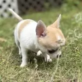 チワワ(スムース)【千葉県・男の子・2025年4月20日・ホワイト、フォーン】の写真12