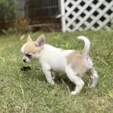 チワワ(スムース)【千葉県・男の子・2025年4月20日・ホワイト、フォーン】の写真14