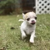 チワワ(スムース)【千葉県・男の子・2025年4月20日・ホワイト、フォーン】の写真15