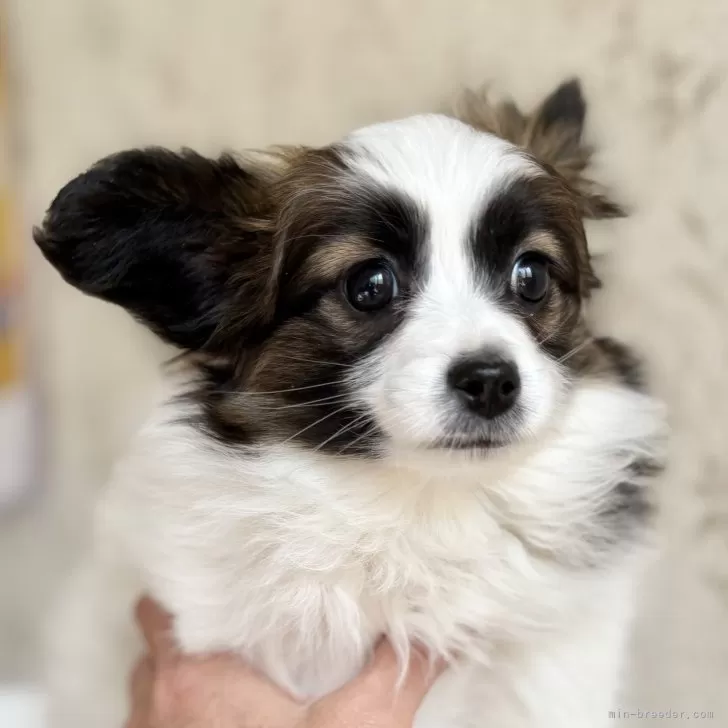 ID:2502-01920の子犬