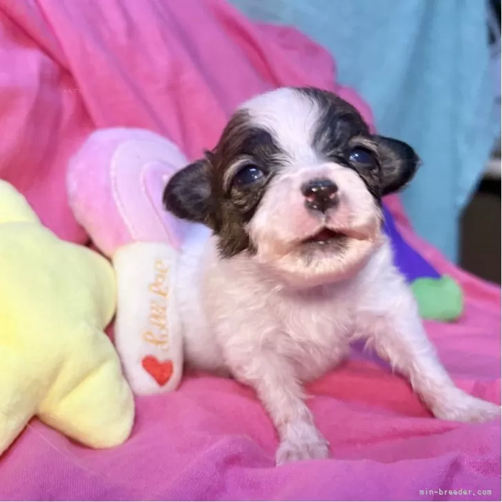 N.N 様のお迎えした子犬