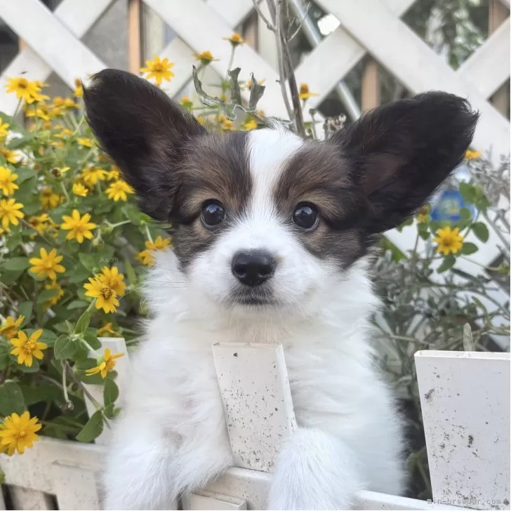 ID：2508-03921の子犬