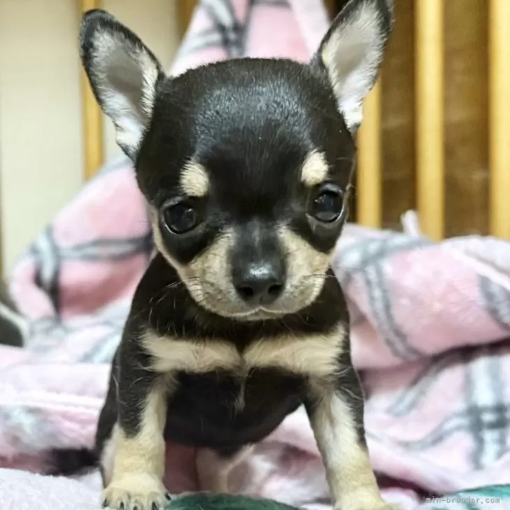 ID：2506-08433の子犬