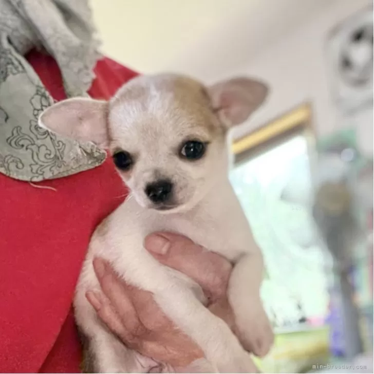 YYY 様のお迎えした子犬