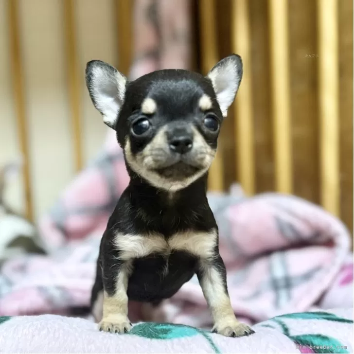 ID:2506-08429の子犬