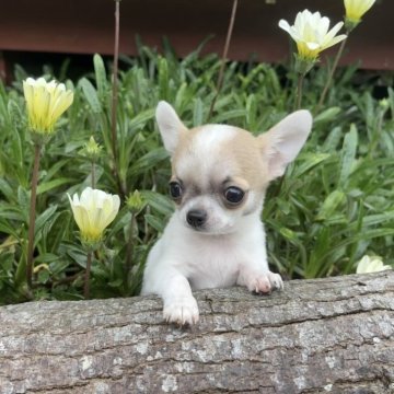 チワワ(スムース)【千葉県・男の子・2025年2月17日・ホワイト、フォーン】の写真「僕の背中には雪だるまがいるよ‼️」