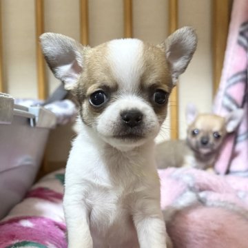 チワワ(スムース)【千葉県・男の子・2025年5月19日・ホワイト&フォーン】の写真「お洒落な柄が可愛い🩷ブッチくん」