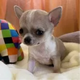 チワワ(スムース)
