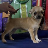 チワワ(スムース)