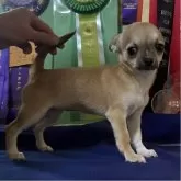 チワワ(スムース)