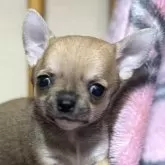 チワワ(スムース)