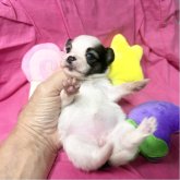 パピヨン