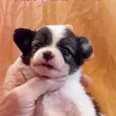 パピヨン