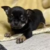 チワワ(スムース)