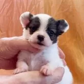 パピヨン