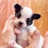 パピヨン