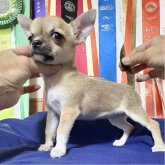 チワワ(スムース)