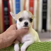 チワワ(スムース)【千葉県・男の子・2025年4月20日・ホワイト、フォーン】の写真2