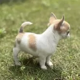 チワワ(スムース)【千葉県・男の子・2025年4月20日・ホワイト、フォーン】の写真3