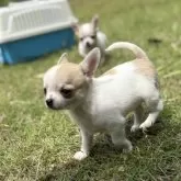 チワワ(スムース)【千葉県・男の子・2025年4月20日・ホワイト、フォーン】の写真6