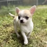 チワワ(スムース)【千葉県・男の子・2025年4月20日・ホワイト、フォーン】の写真9