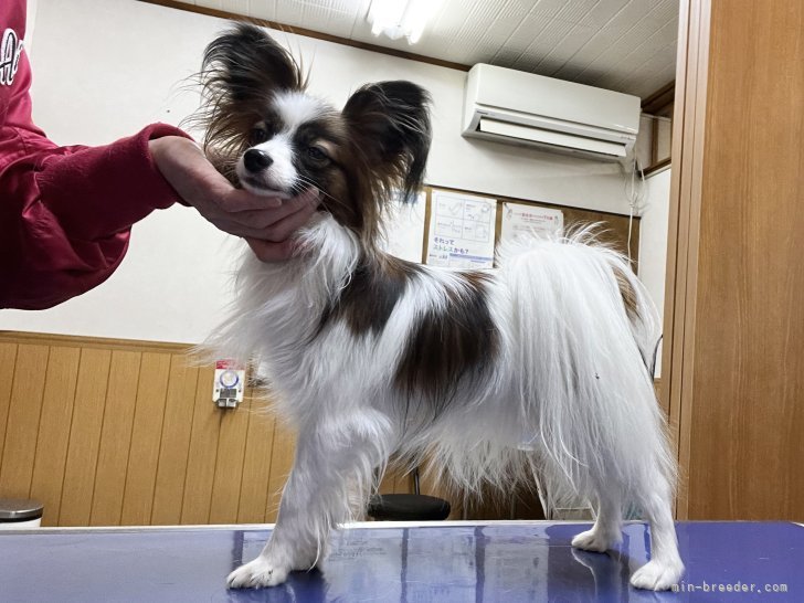 パピヨン【・女の子・2021年11月2日・ホワイト＆ブラウン】