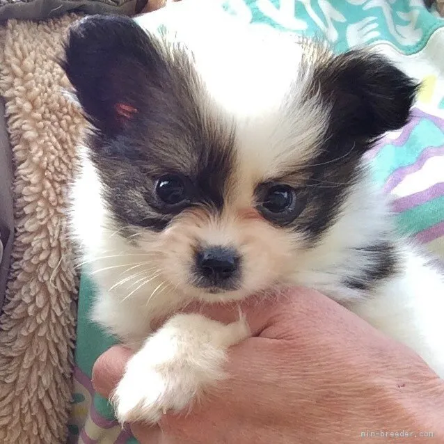 純子 様のお迎えした子犬