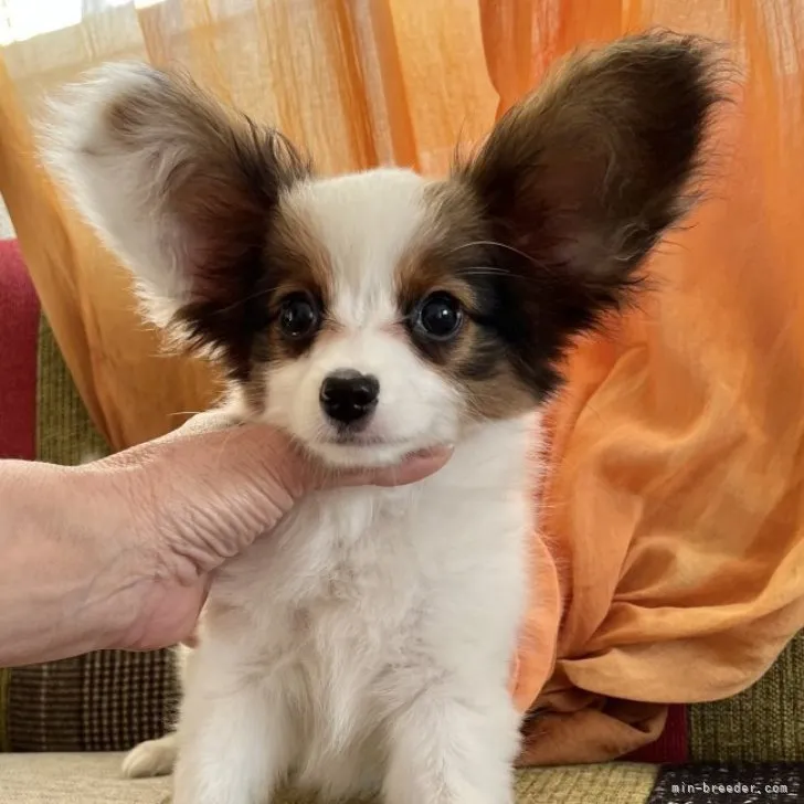 ID:2307-03837の子犬