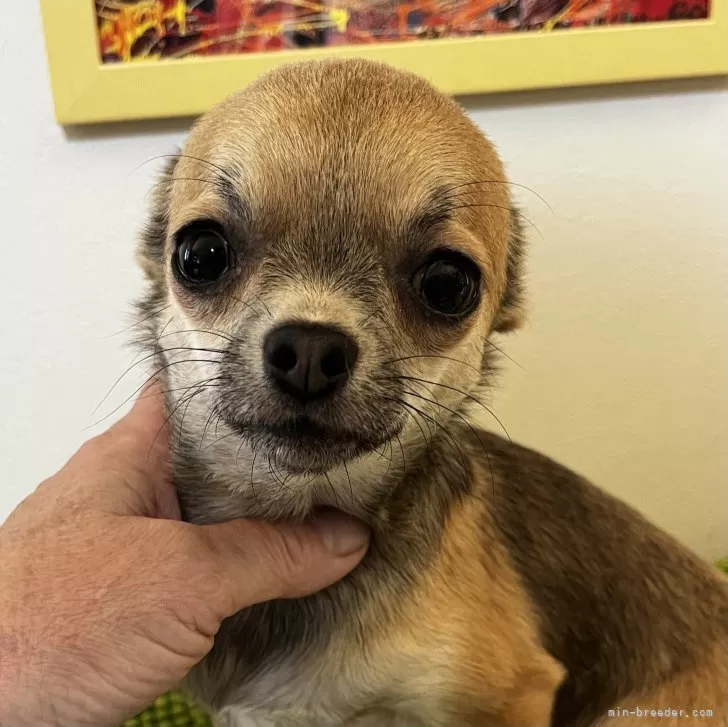 ID：2310-06908の子犬