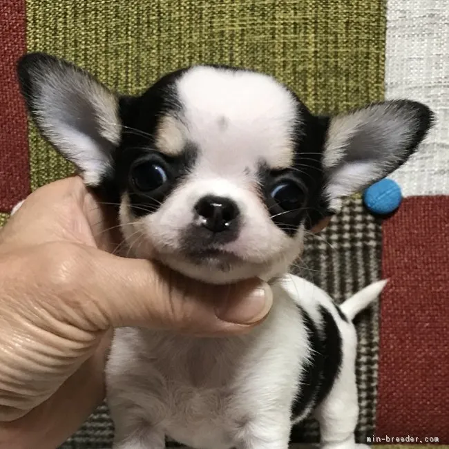 ID:1809-02136の子犬