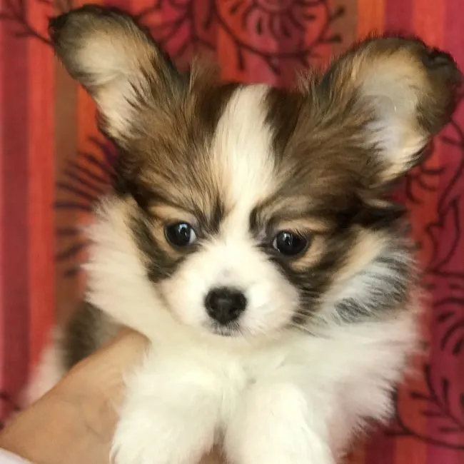 Izabella 様のお迎えした子犬