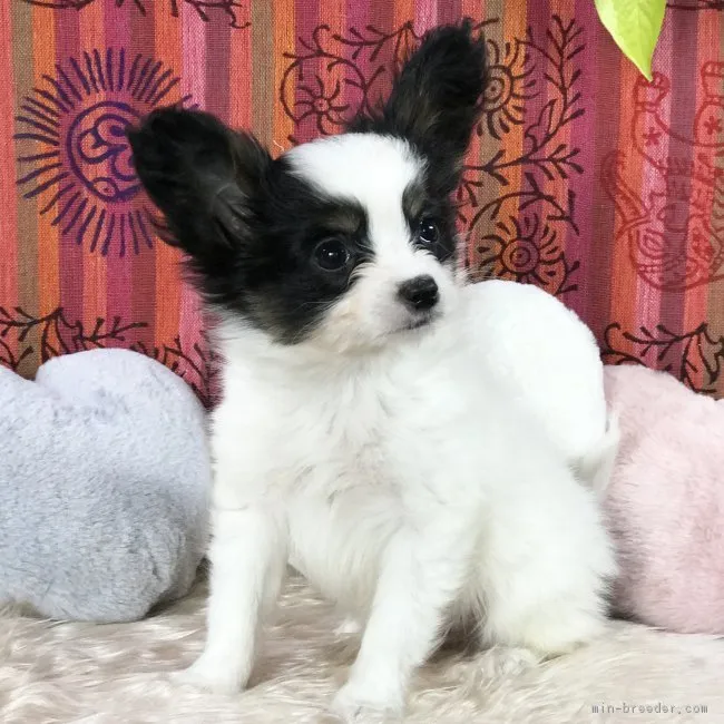 ID：1701-01962の子犬