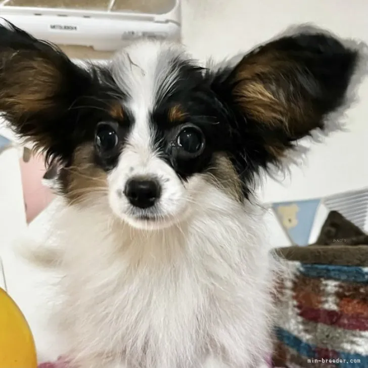 ID：2309-02358の子犬