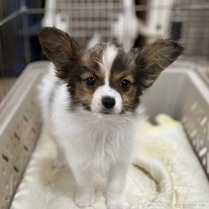 ID:2305-04764の子犬