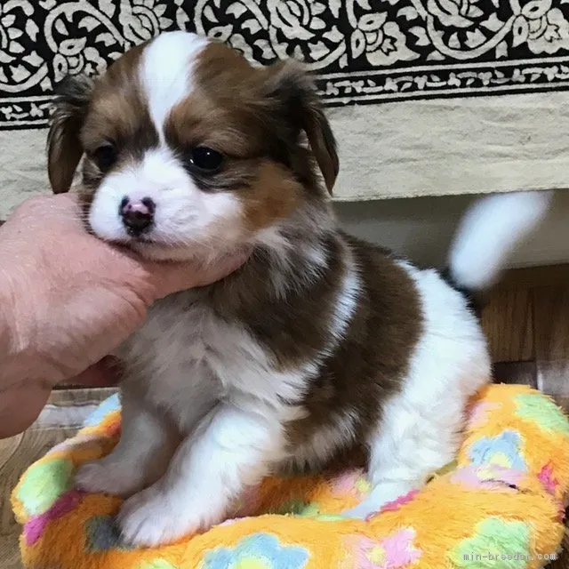ID：1703-01836の子犬