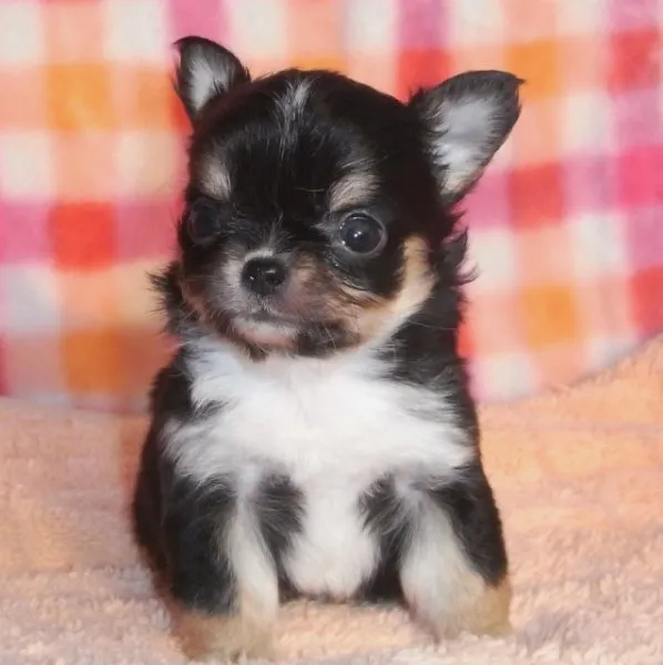 ID：1502-01211の子犬