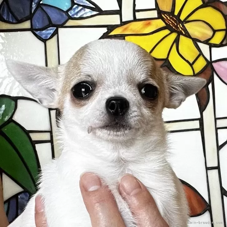 ID:2405-01297の子犬