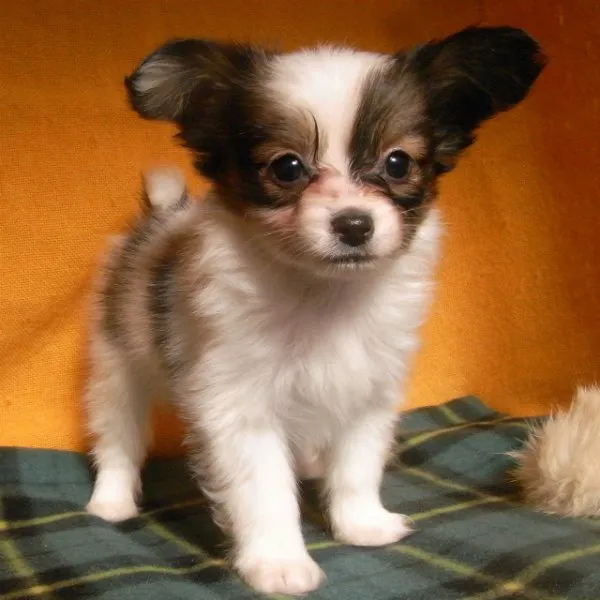 ナンクルナイサ 様のお迎えした子犬