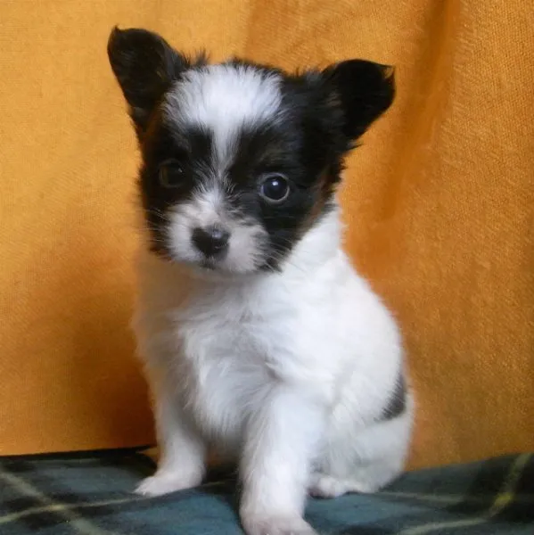 ID：1412-00494の子犬