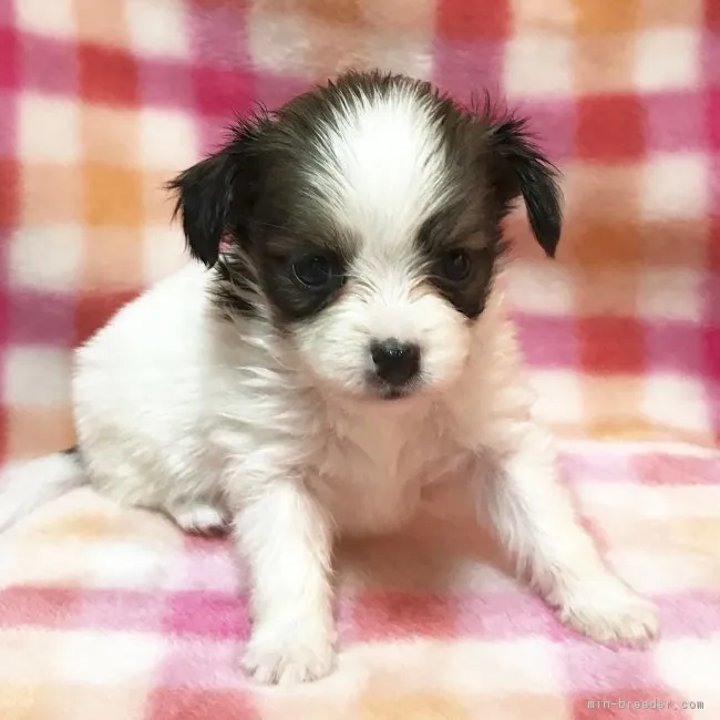 ID：1708-00836の子犬