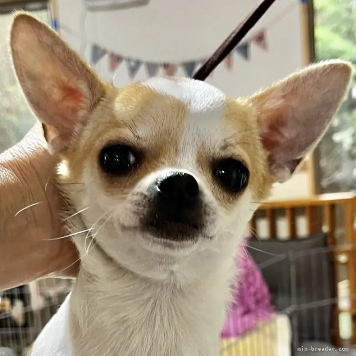 ID：2305-01471の子犬