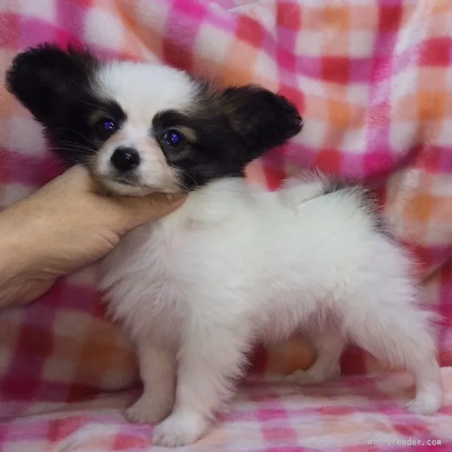 ID：1511-01240の子犬