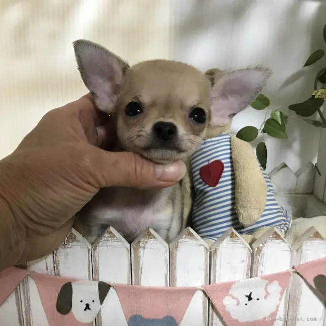 あきちゃん 様のお迎えした子犬